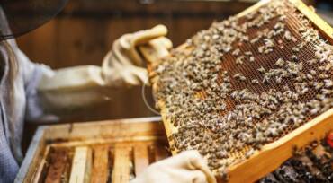 Tutorial: Beekeeping for Beginners. Breeding Bees