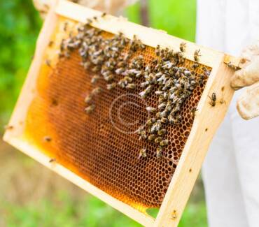 Spring Break for Millions of Bees and Their Keepers