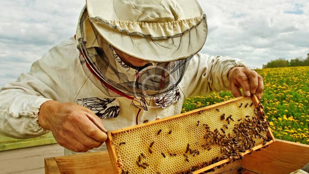 Bee Wax